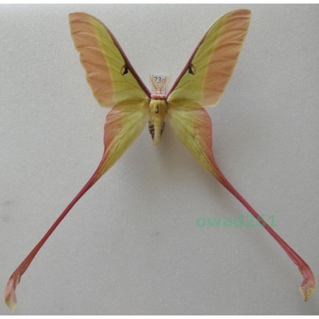 Actias dubernardi (Oberthür, 1897) male ex. ovo China 77mm73d